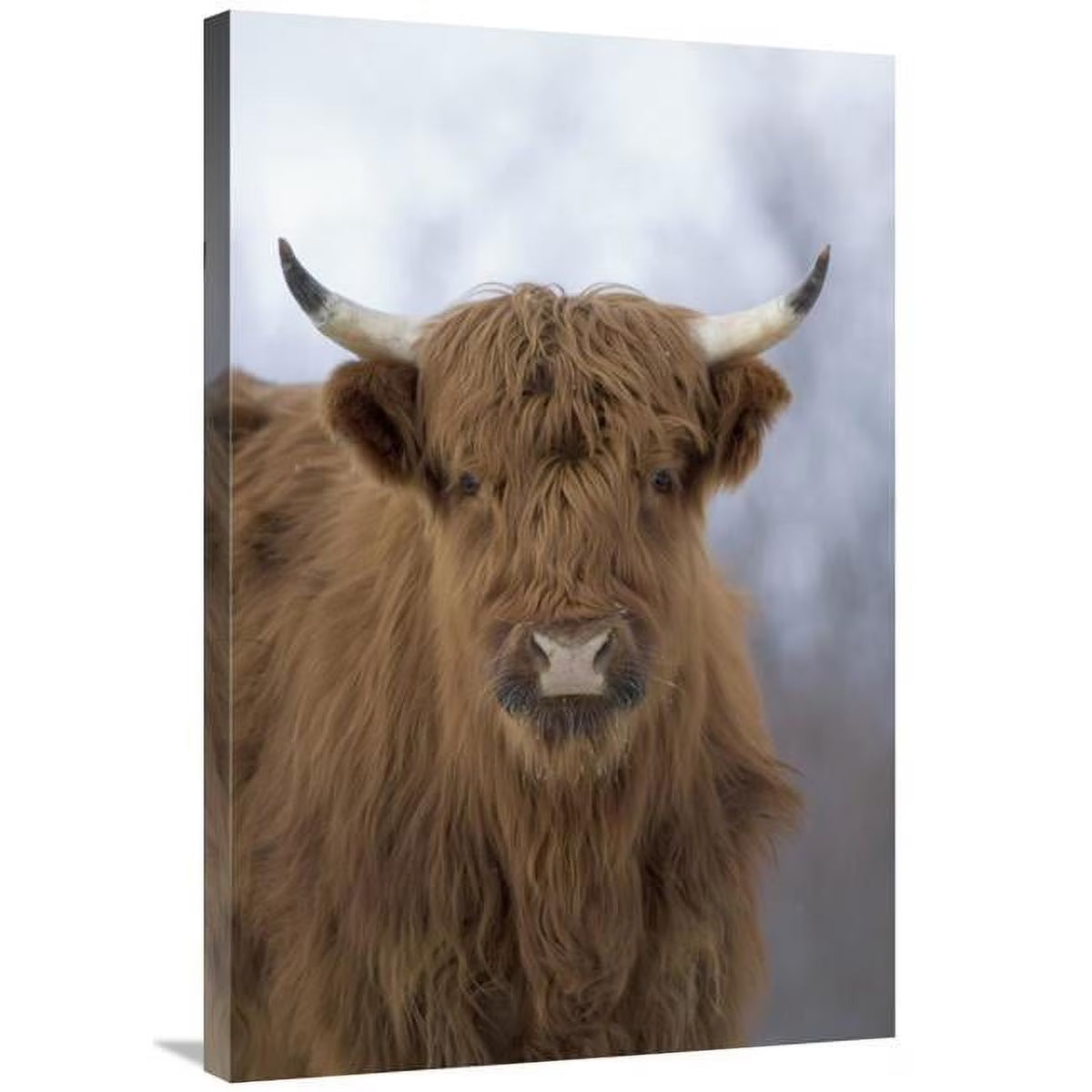 24 x 36 in. Cattle Art Print C5096